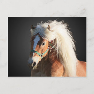 Haflinger Horse met prachtige mannetjes Briefkaart