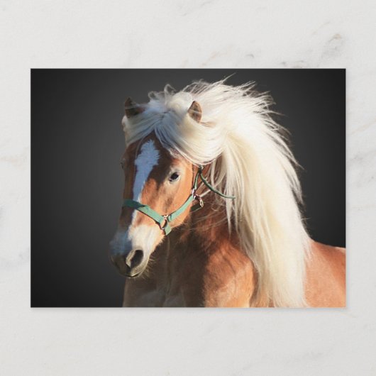 Haflinger Horse met prachtige mannetjes Briefkaart (Voorkant)