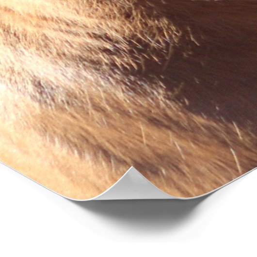 Haflinger Horse Poster (Hoek)