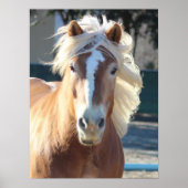 Haflinger Horse Poster (Voorkant)