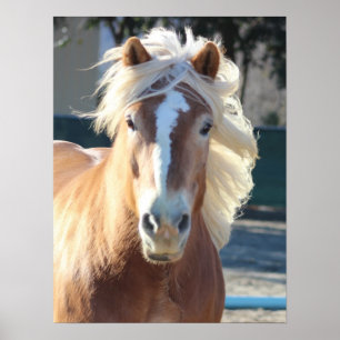 Haflinger Horse Poster