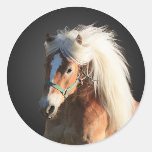 Haflinger Horse Ronde Sticker