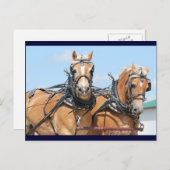 Haflinger Horses Briefkaart (Voorkant / Achterkant)
