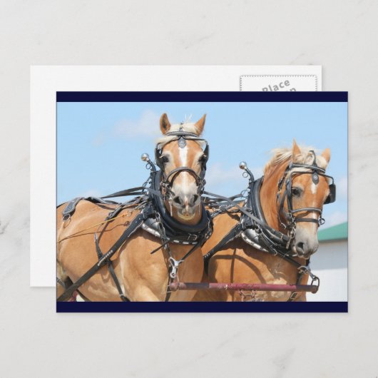 Haflinger Horses Briefkaart (Voorkant / Achterkant)