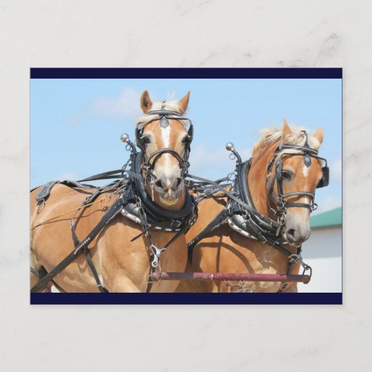Haflinger Horses Briefkaart (Voorkant)