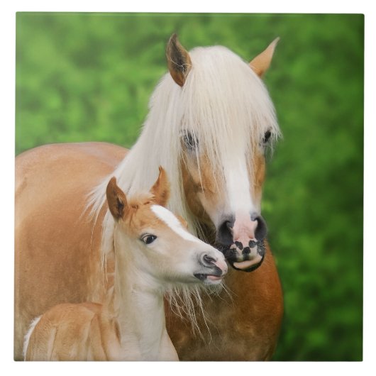 Haflinger Horses Cute Baby Foal Kiss Mum Foto _ Tegeltje (Voorkant)