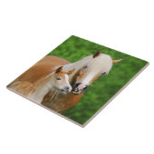 Haflinger Horses Cute Baby Foal Kiss Mum Foto _ Tegeltje (Zijkant)