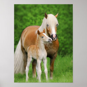 Haflinger Horses Cute Foal Kiss Mum Animal Foto Poster