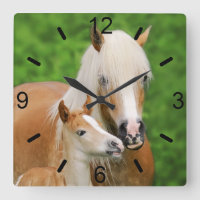 Haflinger Horses Cute Foal Kiss Mum / dial-bord