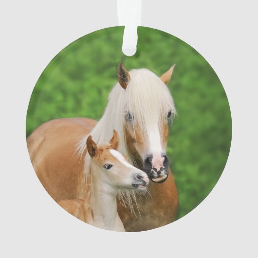 Haflinger Horses Cute Foal Kiss Mum Photo - Ornament (achterkant)