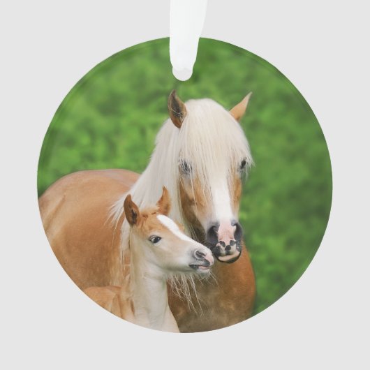 Haflinger Horses Cute Foal Kiss Mum Photo - Ornament (voorkant)