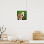 Haflinger Horses Cute Foal Kiss Mum Photo Square Poster (Keuken)