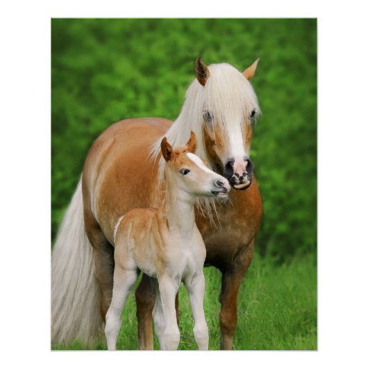 Haflinger Horses Cute Foal Kiss Perfect Poster (Voorkant)