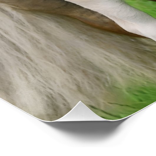 Haflinger Horses Cute Foal Kiss Perfect Poster (Hoek)