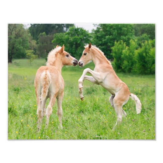 Haflinger Horses Cute Foals kweeksysteem - Paperpr Foto Afdruk (Voorkant)