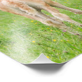 Haflinger Horses Cute Foals kweeksysteem - Paperpr Foto Afdruk (Hoek)