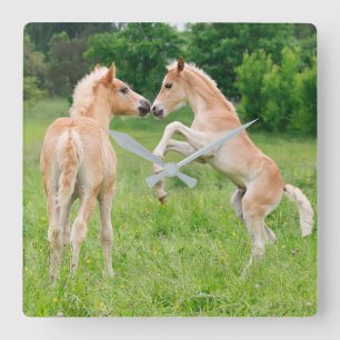 Haflinger Horses Cute Foals kweekvijver Vierkante Klok