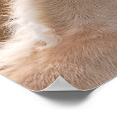 Haflinger Horses Foal and Mare cuddling, Foto Poster (Hoek)