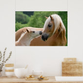 Haflinger Horses Foal and Mare cuddling, Foto Poster (Keuken)