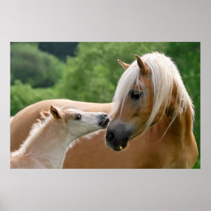 Haflinger Horses Foal and Mare cuddling, Foto Poster