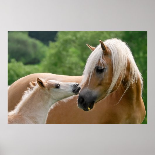 Haflinger Horses Foal and Mare cuddling, Foto Poster (Voorkant)