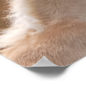 Haflinger-merg en foelie poster (Hoek)