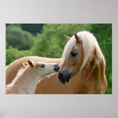 Haflinger-merg en foelie poster (Voorkant)