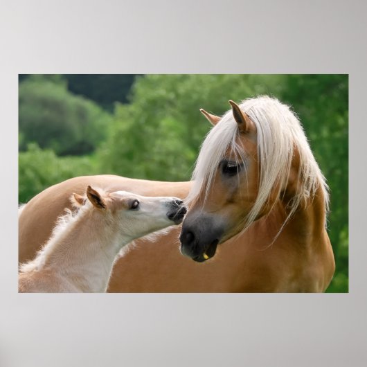 Haflinger-merg en foelie poster (Voorkant)