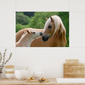 Haflinger-merg en foelie poster (Keuken)