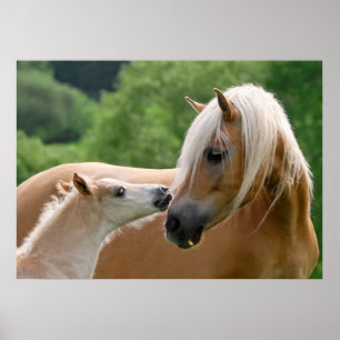 Haflinger-merg en foelie poster