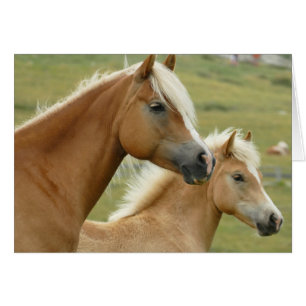Haflinger-paard en -foelie