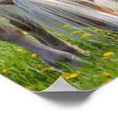 Haflinger-paarden koken Baby met foto van mam Poster (Hoek)