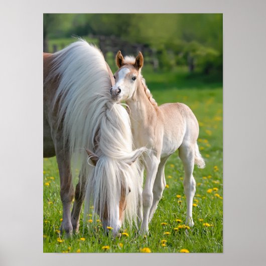 Haflinger-paarden koken Baby met foto van mam Poster (Voorkant)