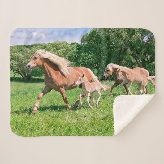 Haflinger-paarden met Cute Foals met Funny Photo / Sherpa Deken (Voorkant (horizontaal))