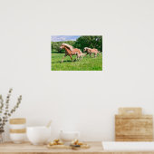 Haflinger-paarden met Cute Foals run Funny Animal Poster (Keuken)