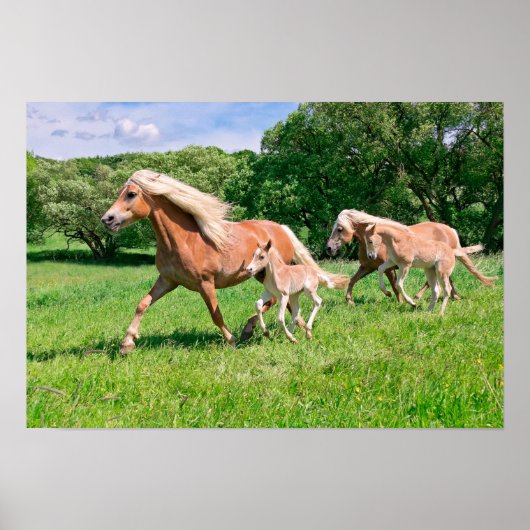 Haflinger-paarden met Cute Foals run Funny Animal Poster (Voorkant)