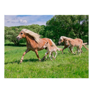 Haflinger-paarden met Cute Foals run Funny Animal Poster