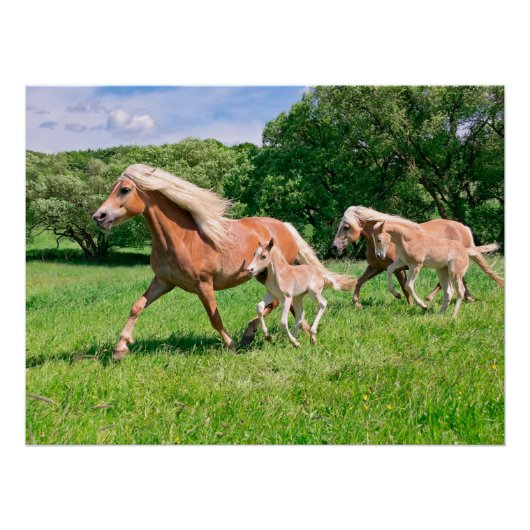Haflinger-paarden met Cute Foals run Funny Animal Poster (Voorkant)