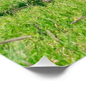 Haflinger-paarden met Cute Foals run Funny Animal Poster (Hoek)