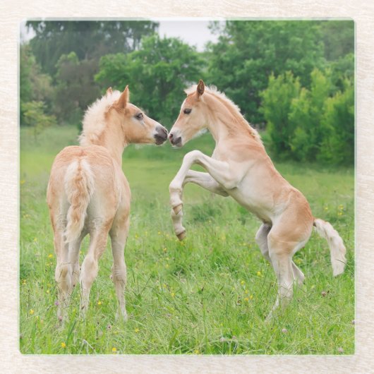 Haflinger paarden schattige fokkerijen - glazen onderzetter (Voorkant)