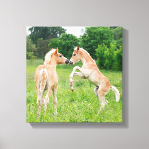 Haflinger paarden schattige veeteelt canvas afdruk