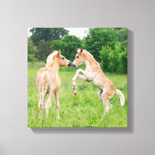 Haflinger paarden schattige veeteelt canvas afdruk (Voorkant)