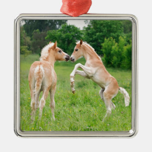 Haflinger paarden schattige veeteelt metalen ornament