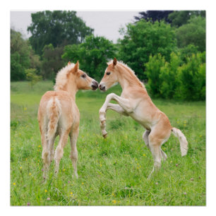 Haflinger paarden schattige veeteelt perfect poster