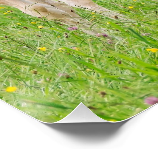 Haflinger paarden schattige veeteelt perfect poster (Hoek)