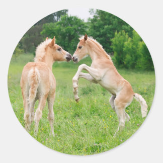 Haflinger paarden schattige veeteelt ronde sticker