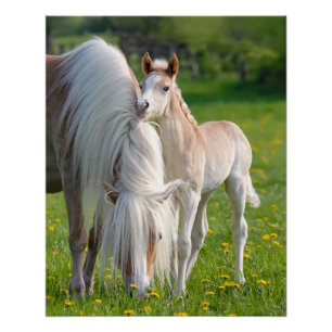 Haflinger-paarden verklikken Baby met foto van moe Poster