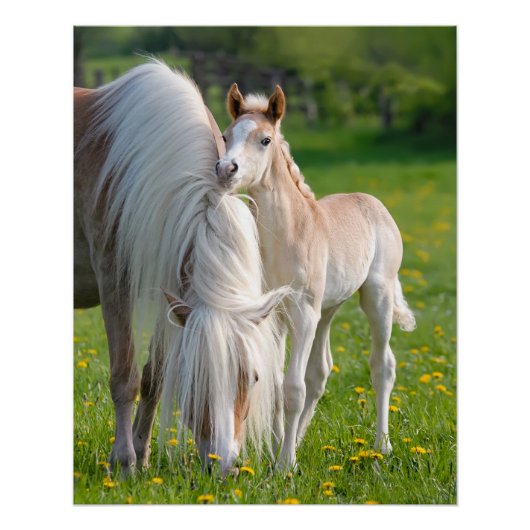 Haflinger-paarden verklikken Baby met foto van moe Poster (Voorkant)