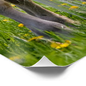 Haflinger-paarden verklikken Baby met foto van moe Poster (Hoek)