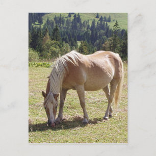 Haflinger Palomino-Pony in Groene Pasture Foto Briefkaart